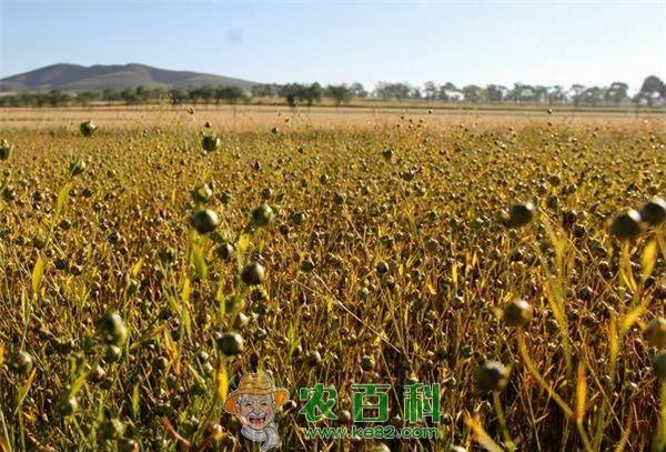 亚麻种植技术之提麻种子产量