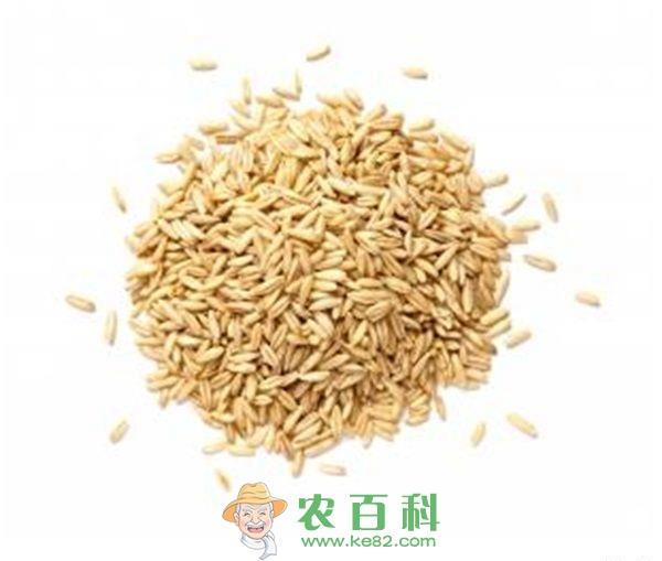 大雪后燕麦管理要点