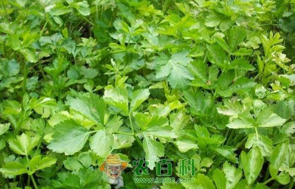 秋芹菜的种植管理技术 秋芹菜的种植管理技术