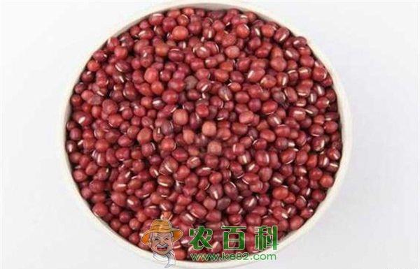红小豆--土客网网 红小豆新品种介绍