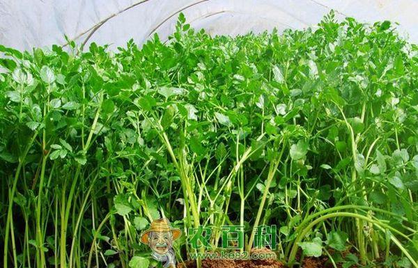 北方香芹菜栽培技术