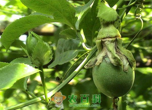 百香果种植的日常管理