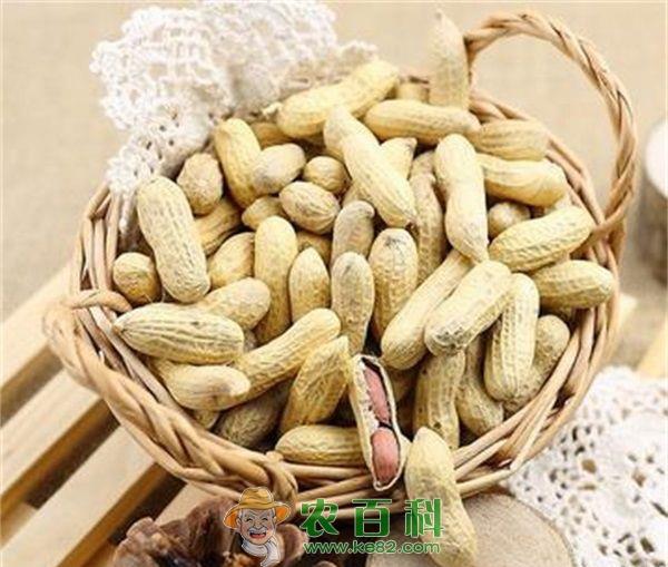 花生 秋花生的栽培措施