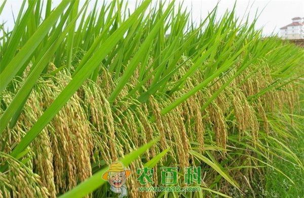 水稻种植技术之节水栽培 土客网网 水稻种植技术之节水栽培