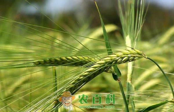 燕麦--土客网网 燕麦荞麦促品种上档次提高普及率