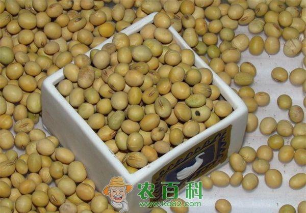 大豆 阿根廷将销售80亿美元的大豆库存