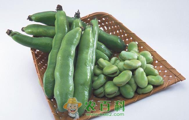 上帕镇举办蚕豆种植培训