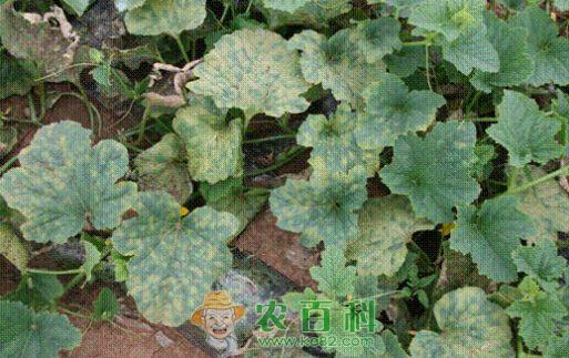 白兰瓜霜霉病防治