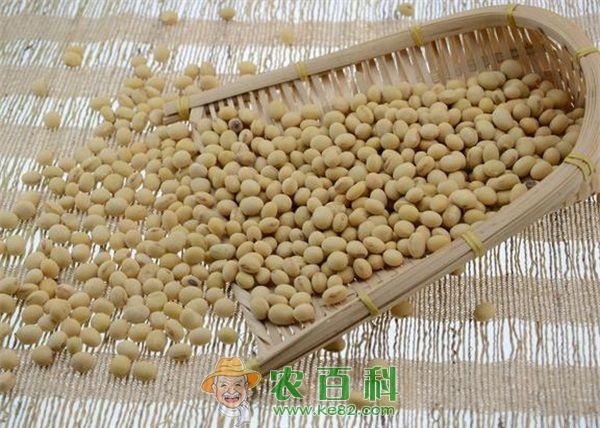 黄豆 黄豆的灰斑病