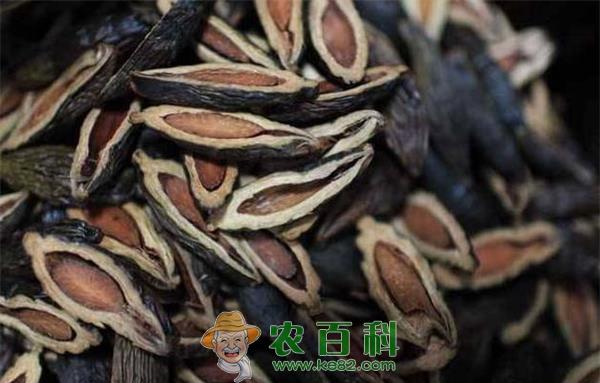 槟榔为何是一级致癌物