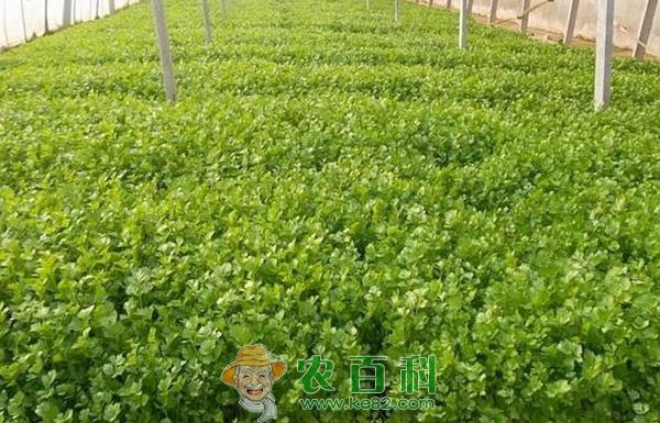 芹菜 陕西华县:露地芹菜销售紧俏