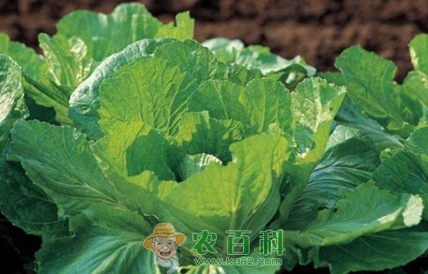 大白菜施肥技术 大白菜施肥技术