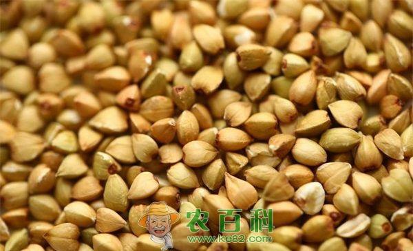 荞麦钩翅娥