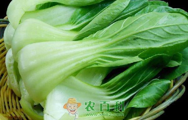 稻茬油菜冻害的管理方法