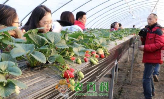 草莓--土客网网 全国网媒走进草莓之都 安徽长丰县