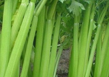 芋头削皮不变色是加了漂白剂