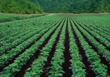 大豆不宜重茬种植
