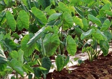 毛芋头种植技术 毛芋头种植技术