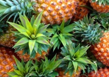 胶园间种菠萝增收致富 胶园间种菠萝增收致富
