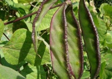 早熟扁豆种植要点