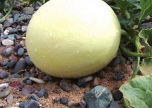 5万亩优质白兰瓜开始上市