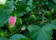 如何防止棉花的蕾铃脱落