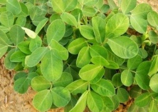 花生种植之高产栽培技术