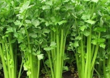 芹菜反延季节高产软化栽培