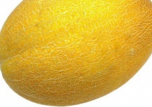 南方多雨地区也能种植哈密瓜