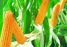 北方玉米种子越冬贮藏管理技术