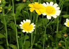 丹东（茼蒿走俏农民开怀）