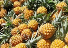 “徐闻菠萝滞销”事件的多重启示