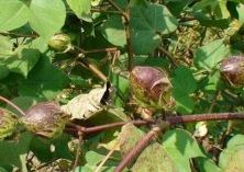 鲁冀共建全程机械化棉花生产基地