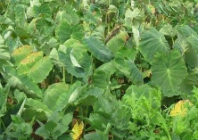 夏季芋头种植技术