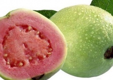 红心芭乐助农富