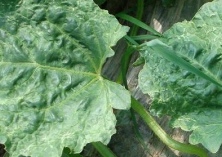 白兰瓜病毒病防治