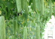 成功培育苦瓜新品种