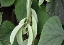 扁豆花叶病毒