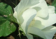棉花伏桃少补秋桃