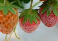 草莓白粉病有哪些防治药剂