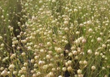 亚麻种植技术之提麻种子产量