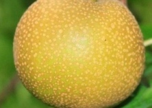 梨黄粉蚜的防治措施