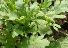 日常饮食养生（多吃茼蒿有润肺清血的功效）