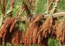 高粱靶斑病的防治方及症状表现