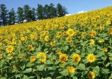 向日葵人工辅助授粉可增产