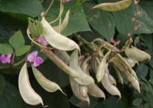 多层覆盖扁豆种植技术