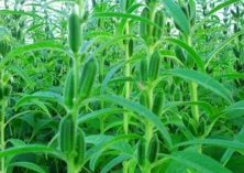 芝麻种植技术之花叶病防治