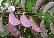 扁豆虫害防治（蚜虫）