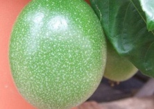 百香果种植让贫困户脱贫致富 百香果种植让贫困户脱贫致富