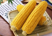 玉米主要虫害的种类、危害习性及防治技术